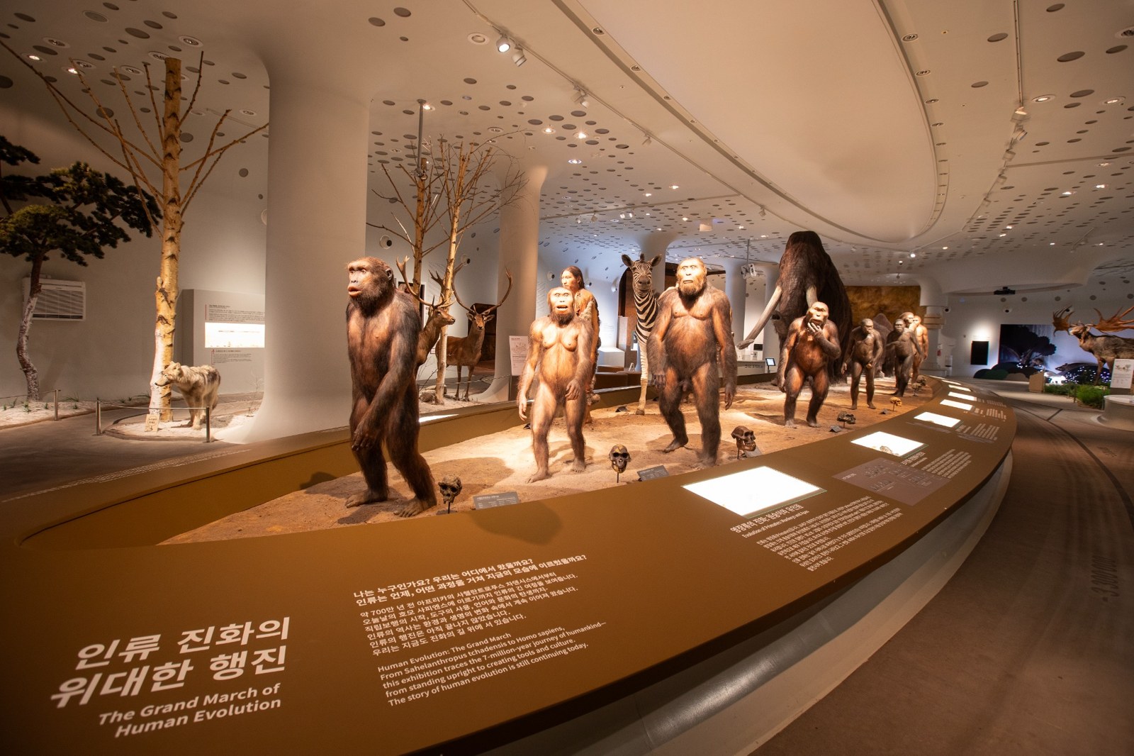 인류 복원상과 동물 전시가 펼쳐진 전곡선사박물관 상설전시장