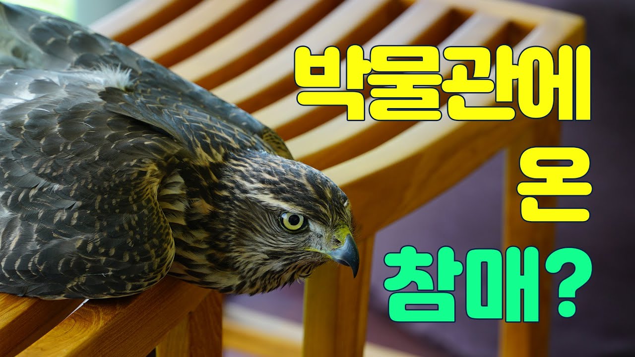 53. 매가 왜 여기서 나와_ 박물관에 온 참매