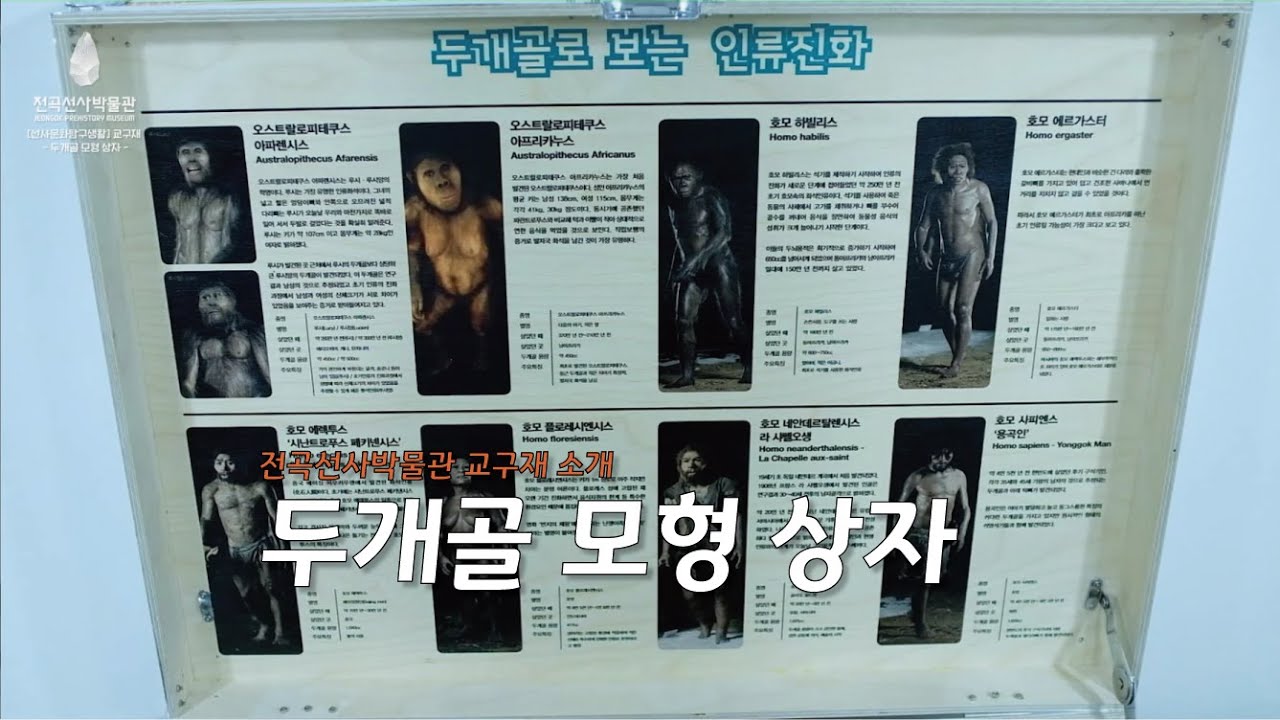 72. 인류진화 교육 교보재 '두개골 모형 상자'